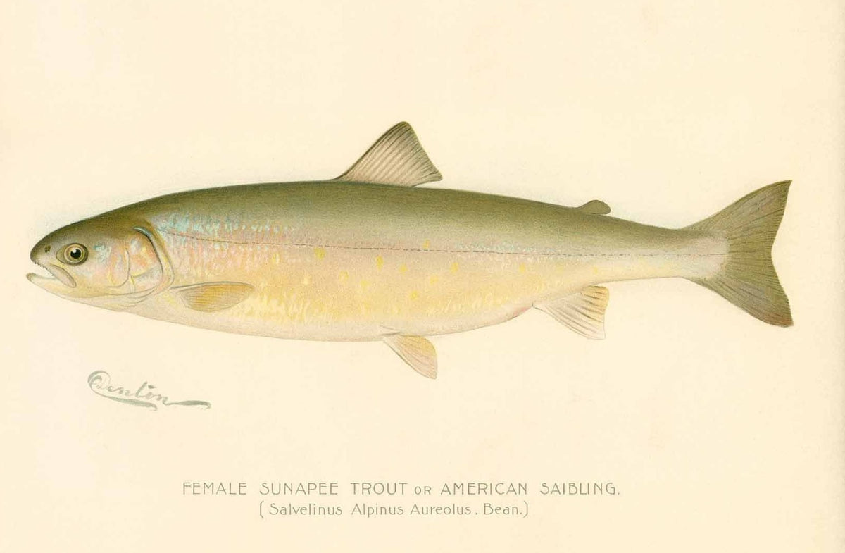 Albino Trout Sunfish Fish Farms Albino Trout Sunfish Fish Farms