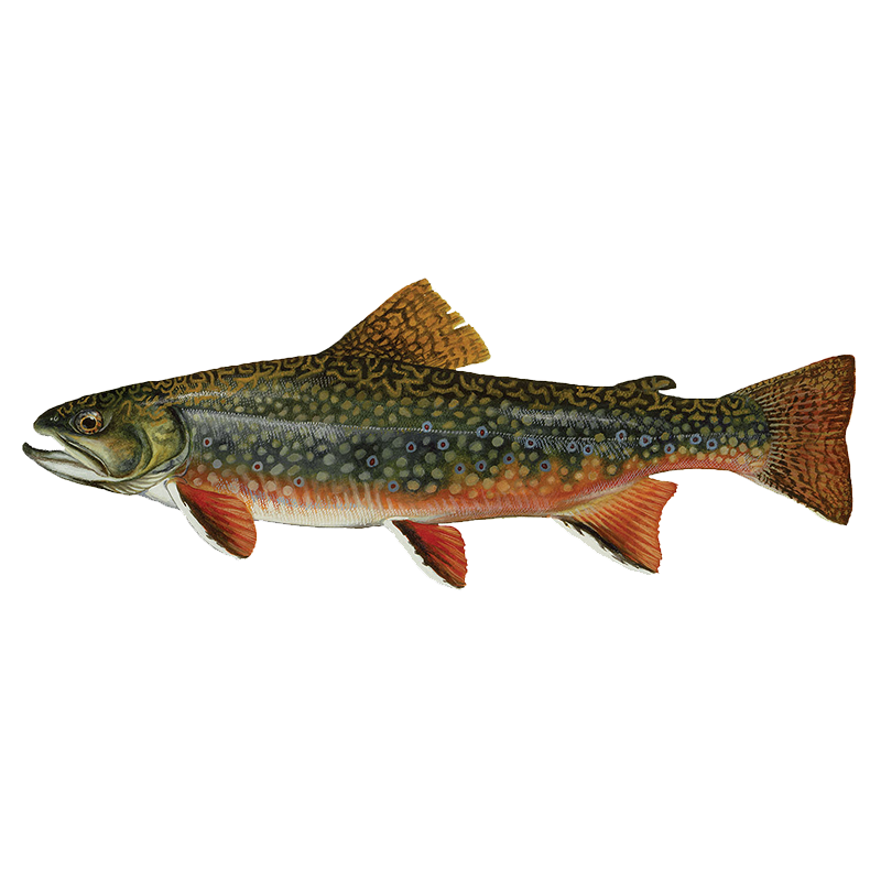 S^2 - Trout Series - Brook