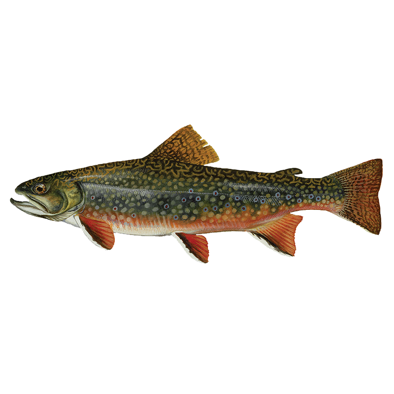 Brook Trout – Sunfish Fish Farms Brook Trout – Sunfish Fish Farms