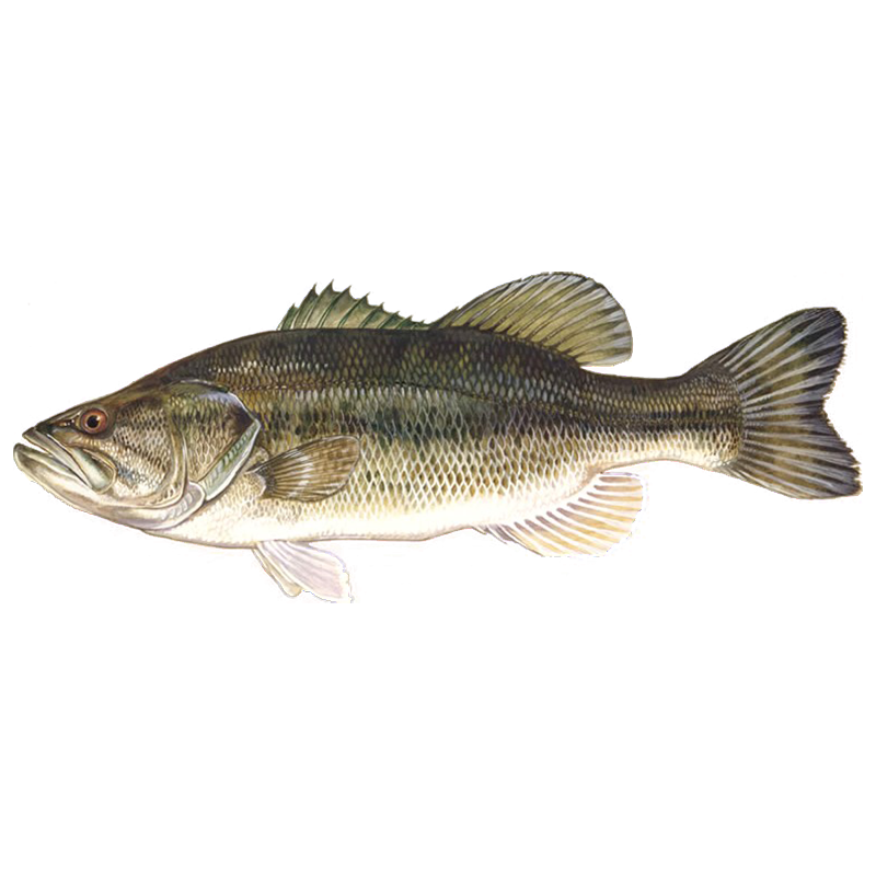 Largemouth Bass 800360 stock photo. Image of largemouth - 187676114