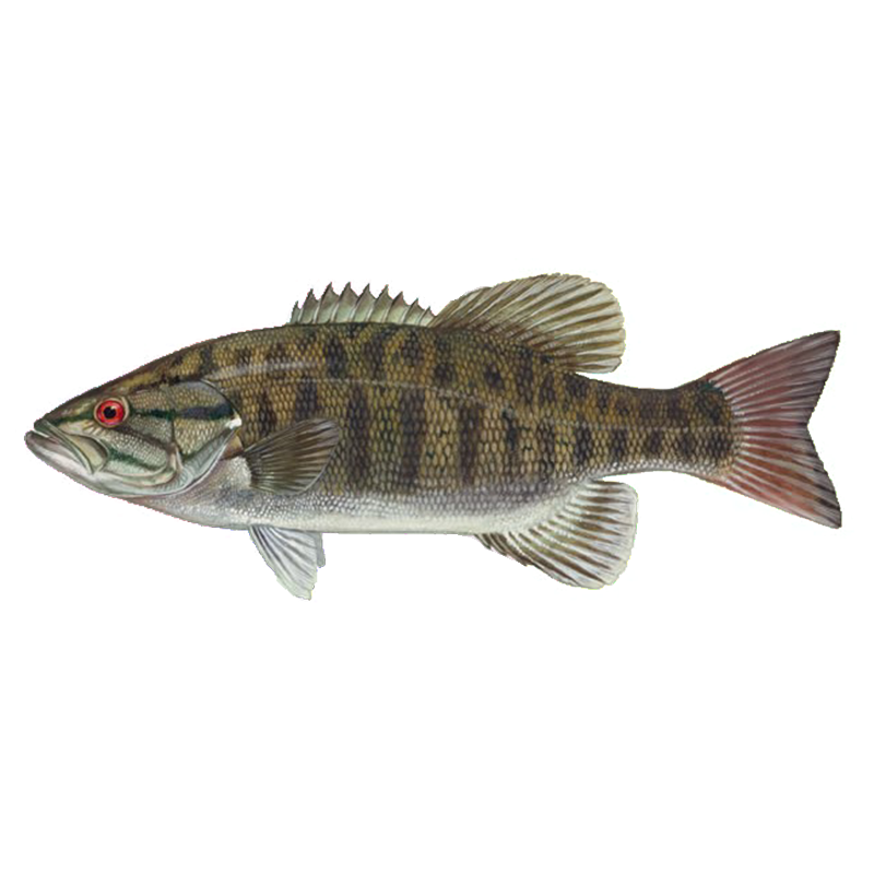 Smallmouth Bass – Sunfish Fish Farms