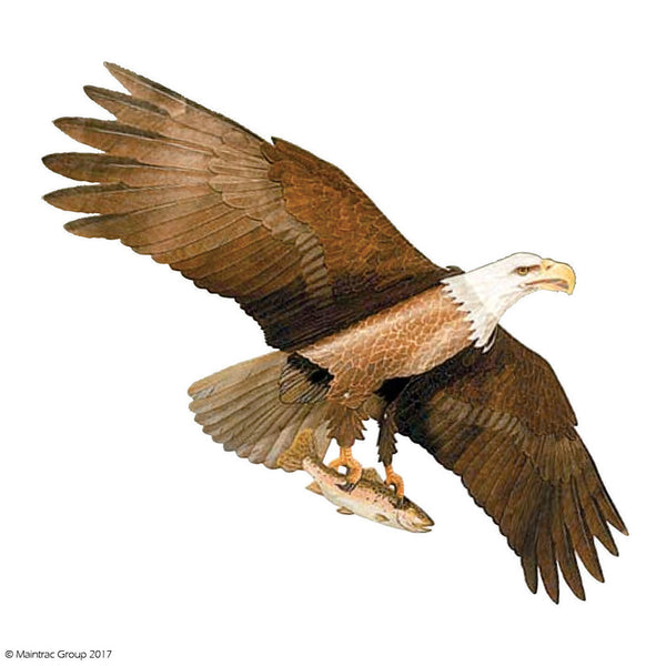 Jackite Bald Eagle