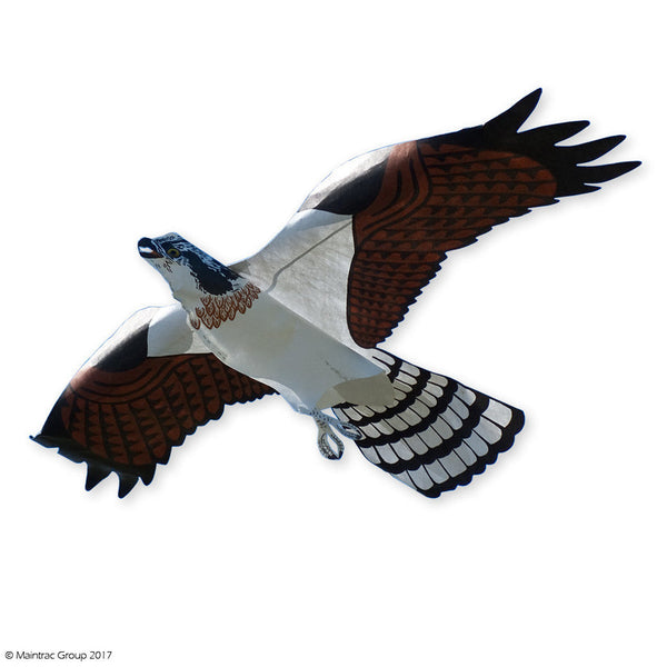 Jackite Osprey Hawk