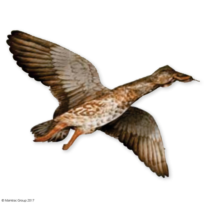 Jackite Mallard Hen Decoy Kite Sunfish Fish Farms