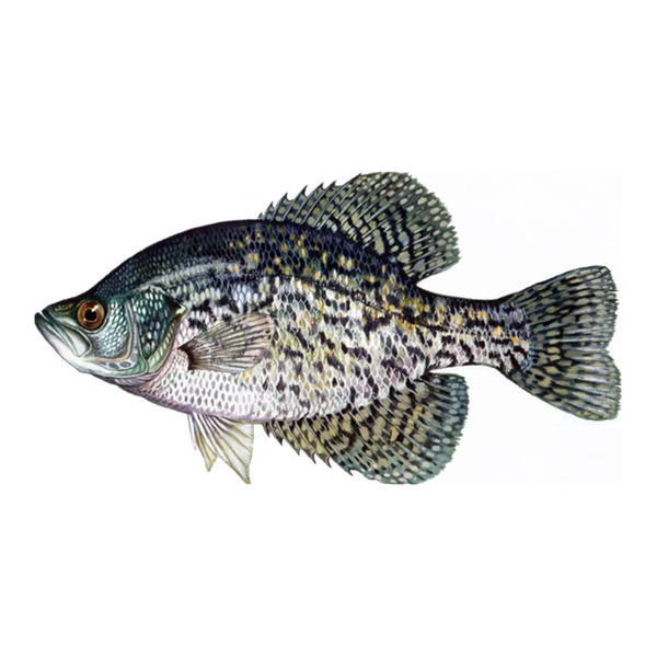 Black Crappie Sunfish Fish Farms
