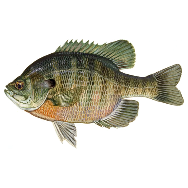 Bluegill – Sunfish Fish Farms