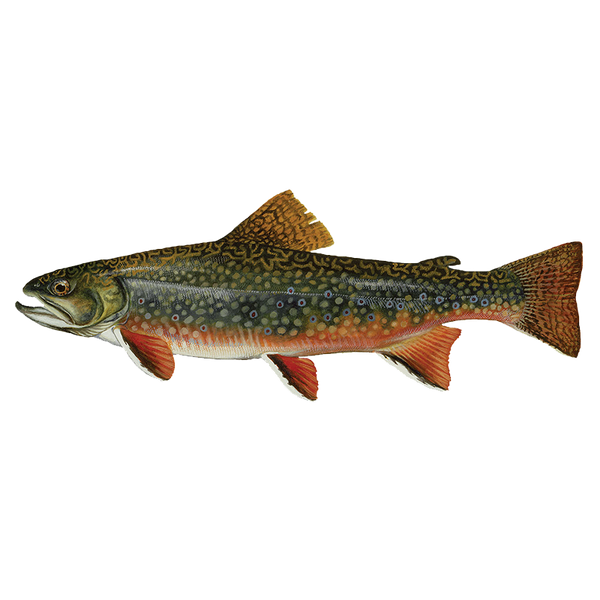Brook Trout Sunfish Fish Farms
