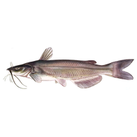 Channel Catfish