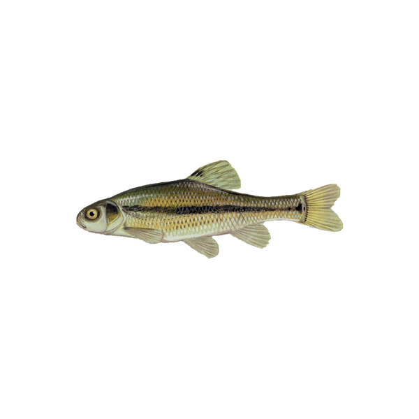 Fathead Minnows Info – ALABAMA FISH AND POND