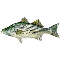 Hybrid Striped Bass (Wiper)