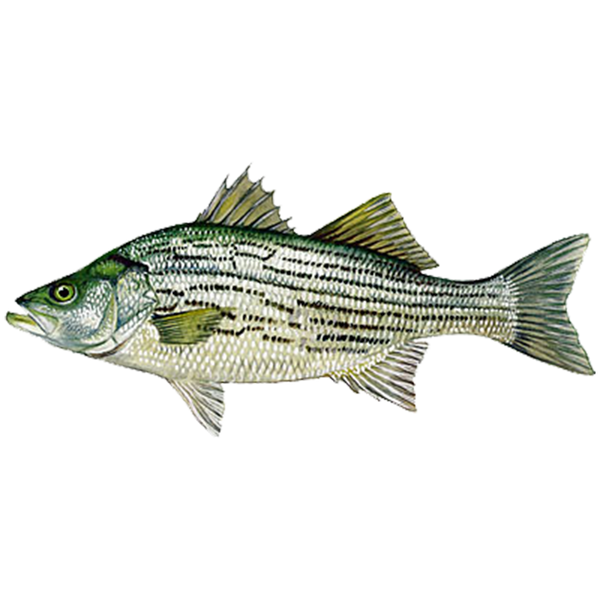 Hybrid Striped Bass (Wiper) – Sunfish Fish Farms