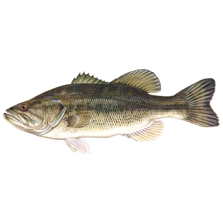 Largemouth Bass Sunfish Fish Farms