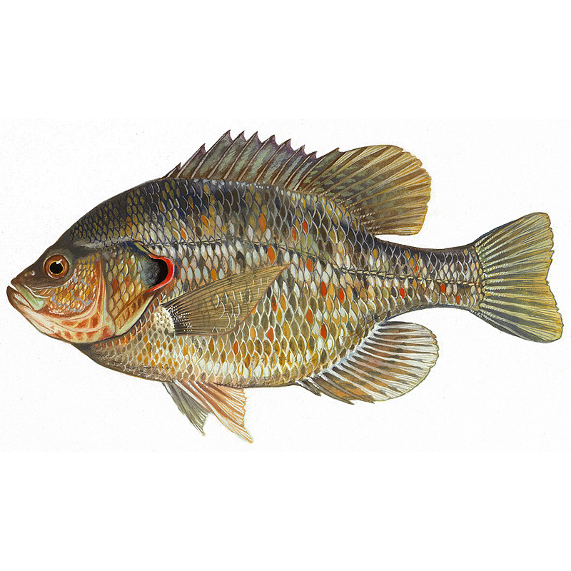 Redear Sunfish Sunfish Fish Farms