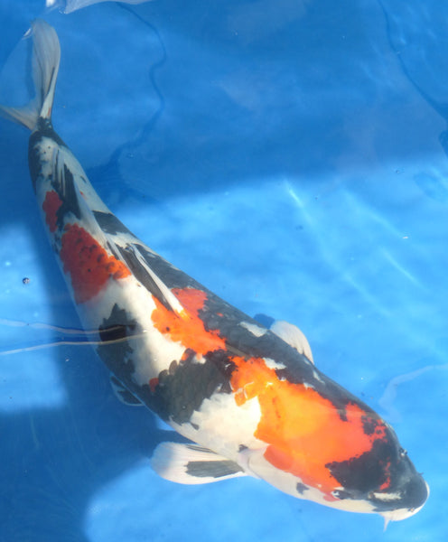 Premium Koi Grade 1 – Sunfish Fish Farms