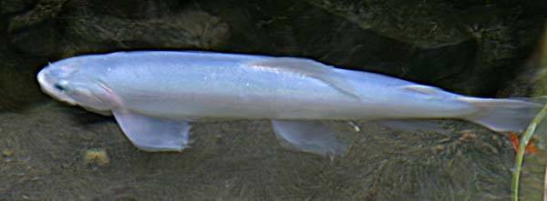 giant albino trout