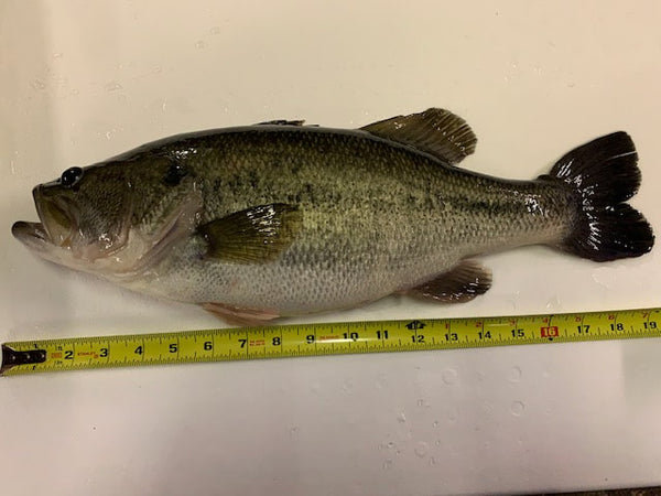 Super Size Largemouth Bass