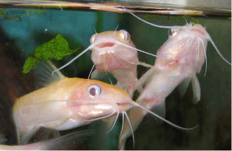 Albino Channel Catfish – Sunfish Fish Farms