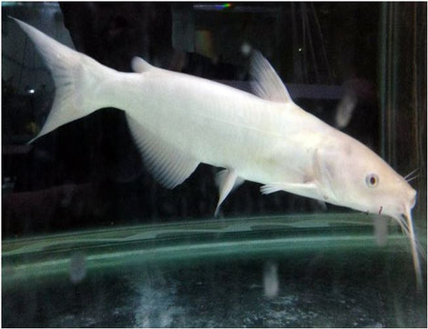 Albino Channel Catfish – Sunfish Fish Farms